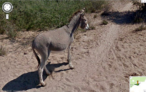 Google Donkey 1